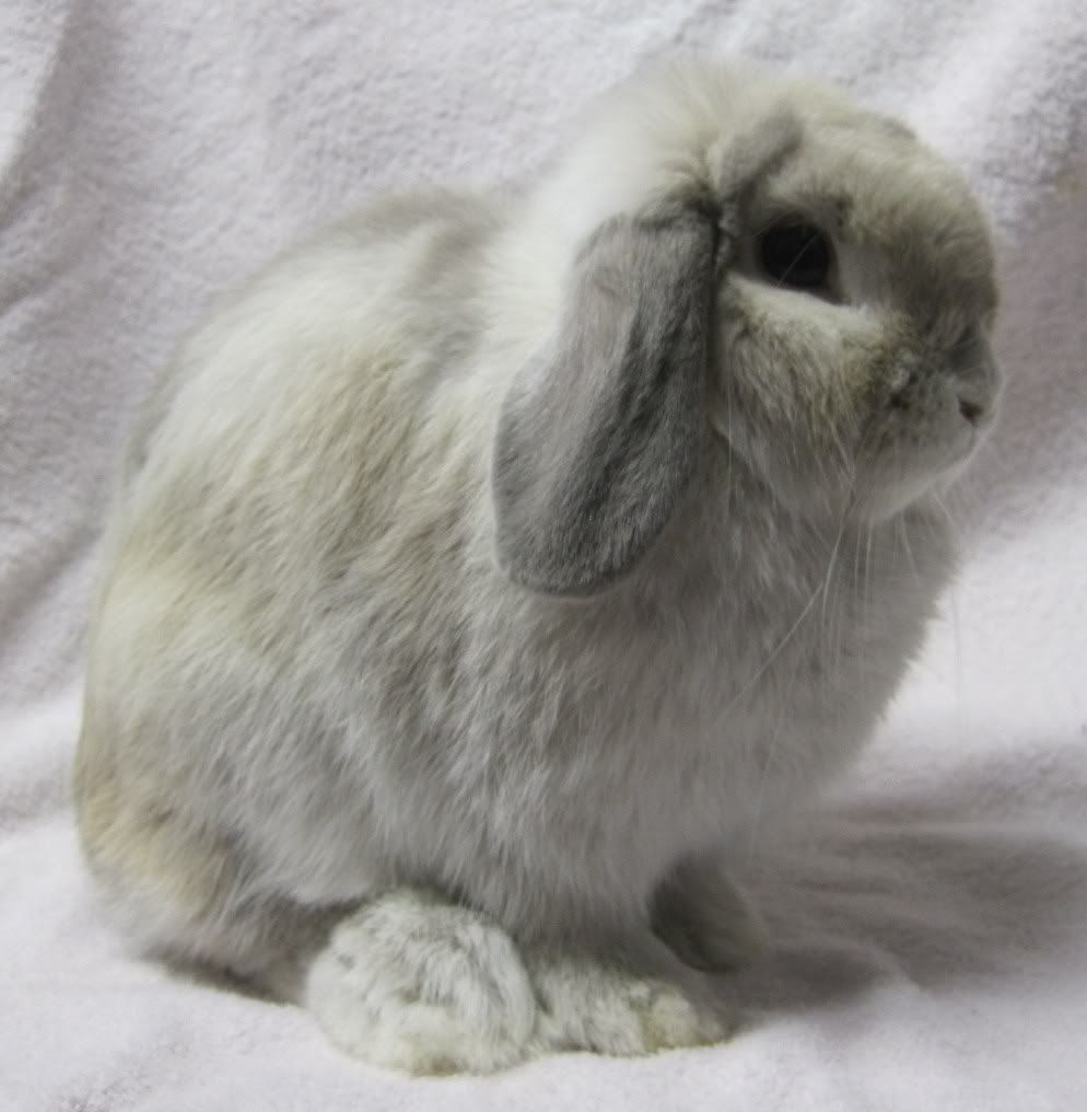 New Rabbit! Frosted Pearl Holland Lop! Rabbits Online Pet Rabbit