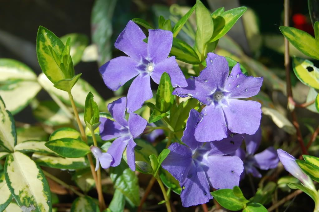 periwinkle photo: Periwinkle DSC_0429.jpg
