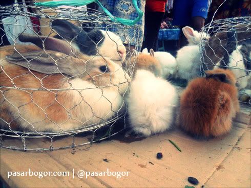 Ingin memelihara kelinci?