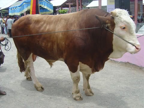Sapi