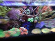 reefcowboy_zpse4fc3dd4.jpg