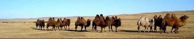 Bactrian camel caravan Gobi Bactrian camel caravan Gobi
