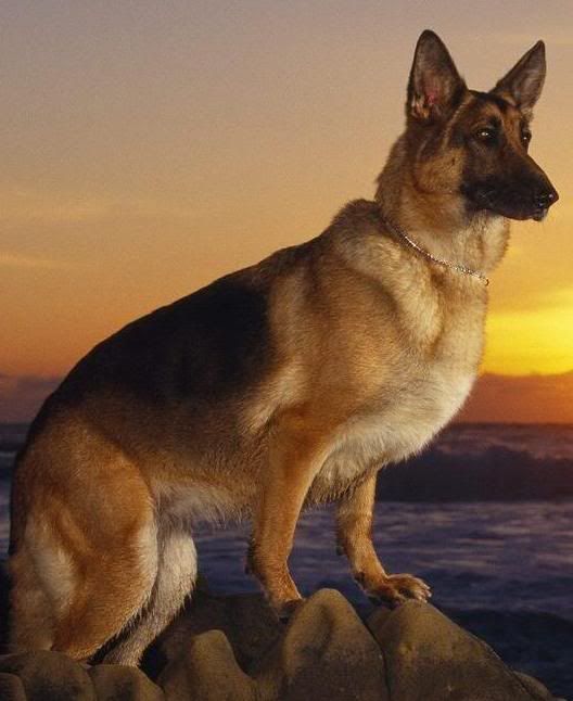 [Image: german-shepherd1.jpg]
