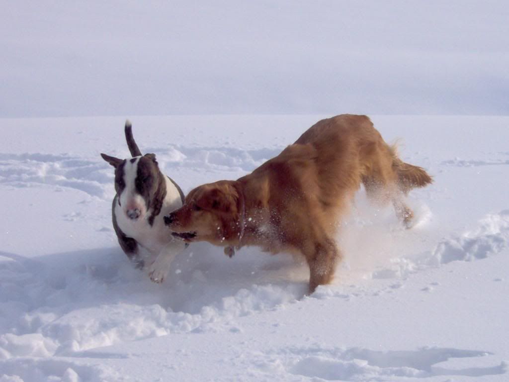 snowdogs1_zpse16f07a3.jpg