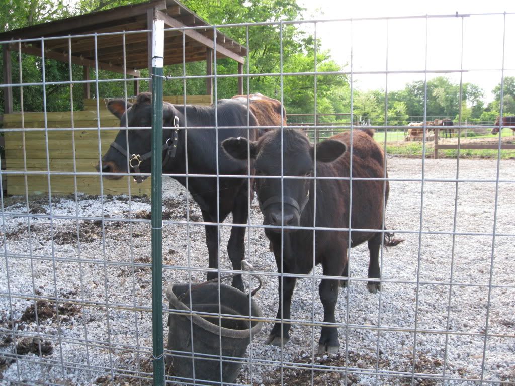 enchanted..the only word I can think of - Cattle