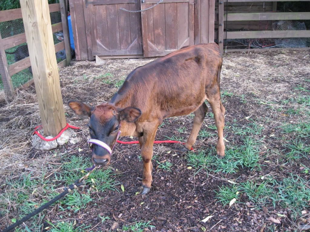 my little girl, what is she? - Cattle