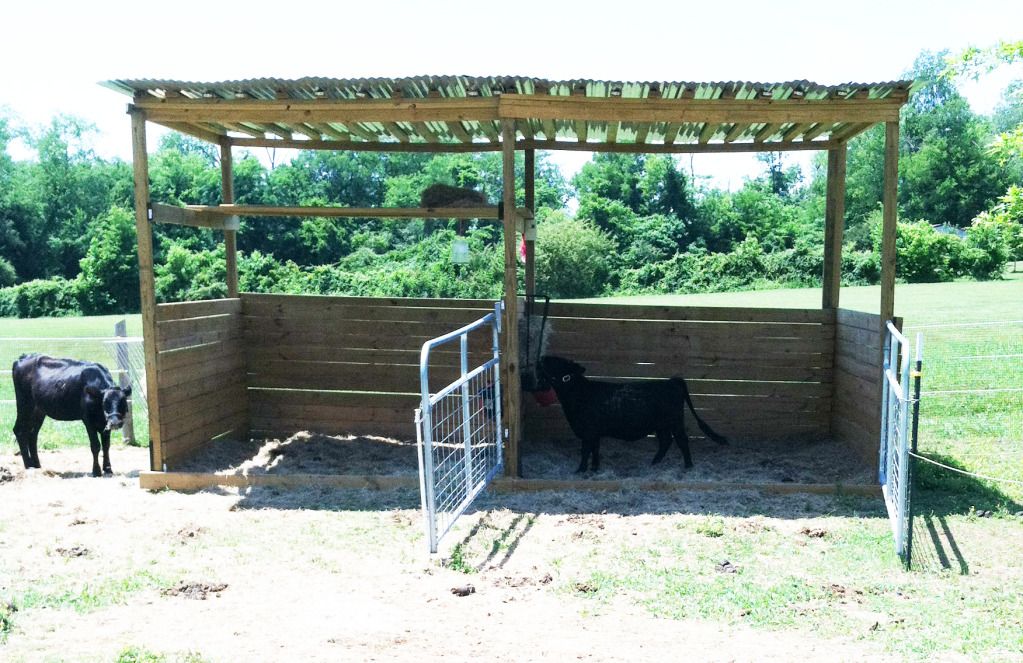 I am a big girl - Cattle