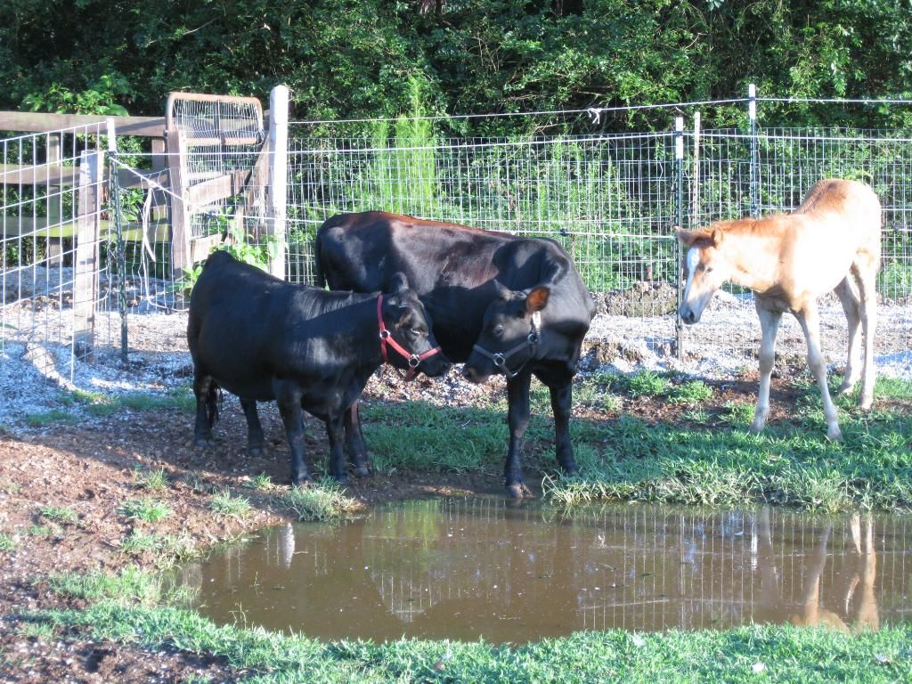 Best friends - Cattle