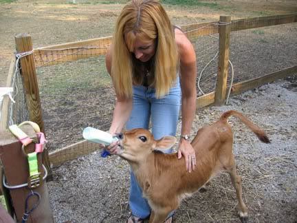 working at the cow wash whoa whoa whoa... - Cattle
