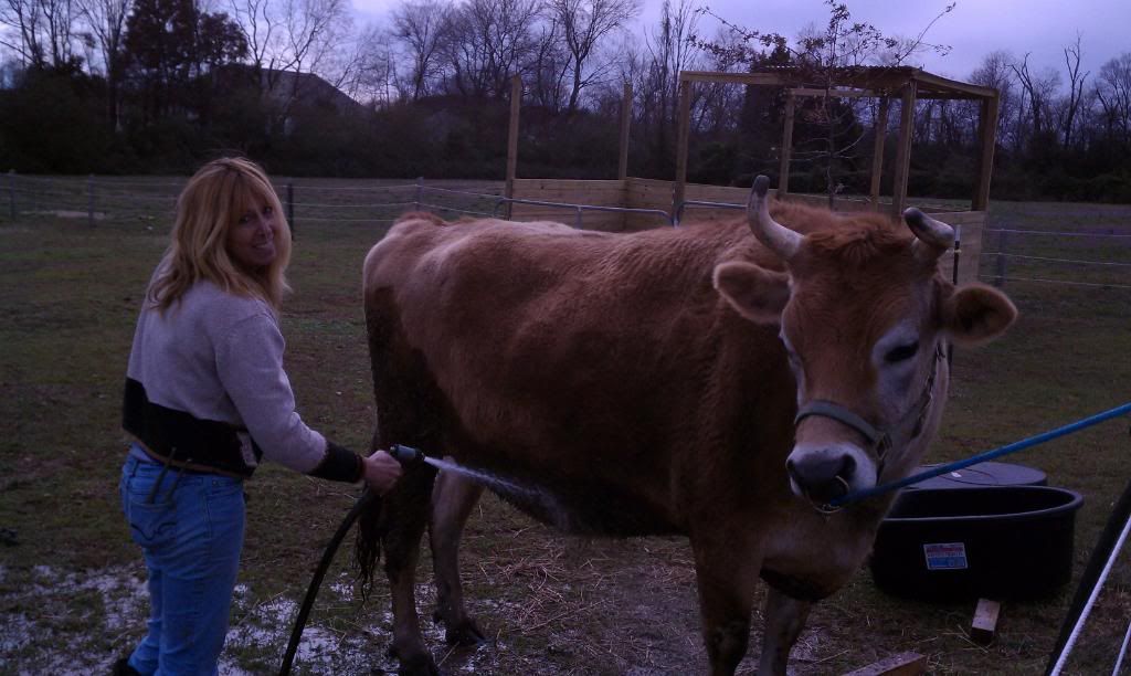 working at the cow wash whoa whoa whoa... - Cattle