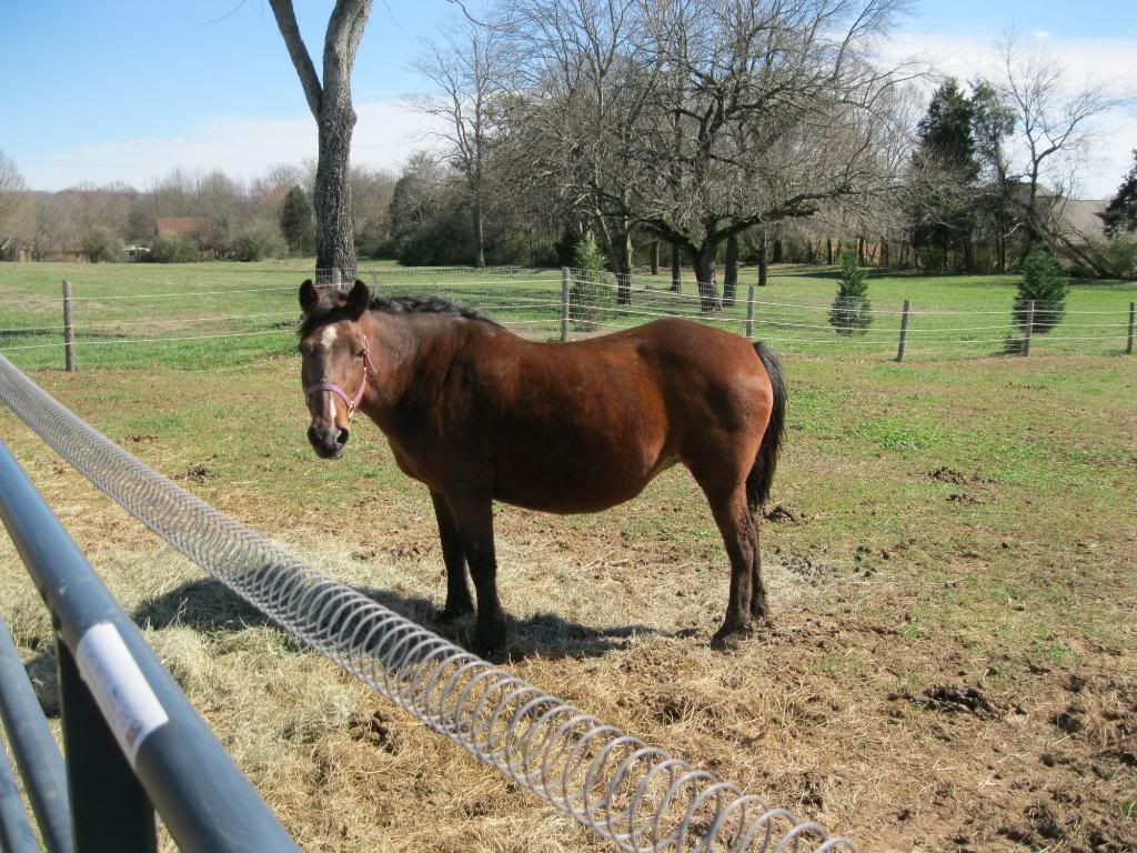 Is there anything more sweet.... - Equine