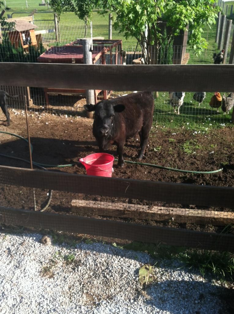 sorry, just not over it yet - Cattle