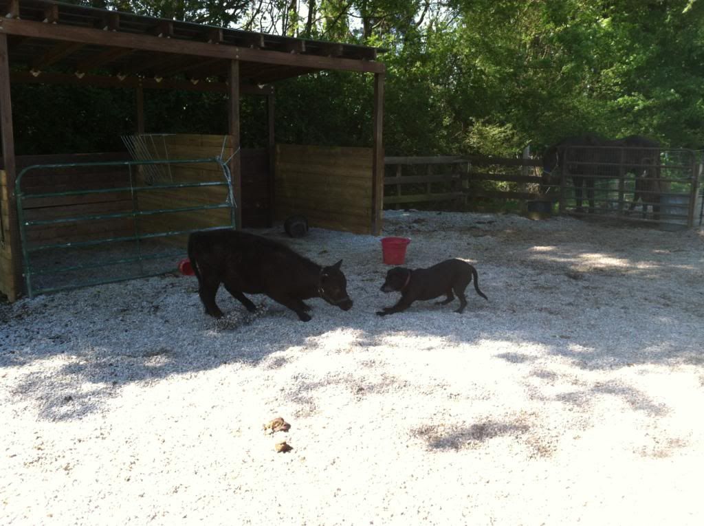 mini cooper meets the dog - Cattle