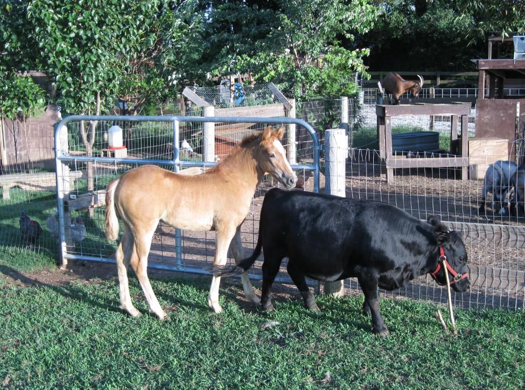 Best friends - Cattle
