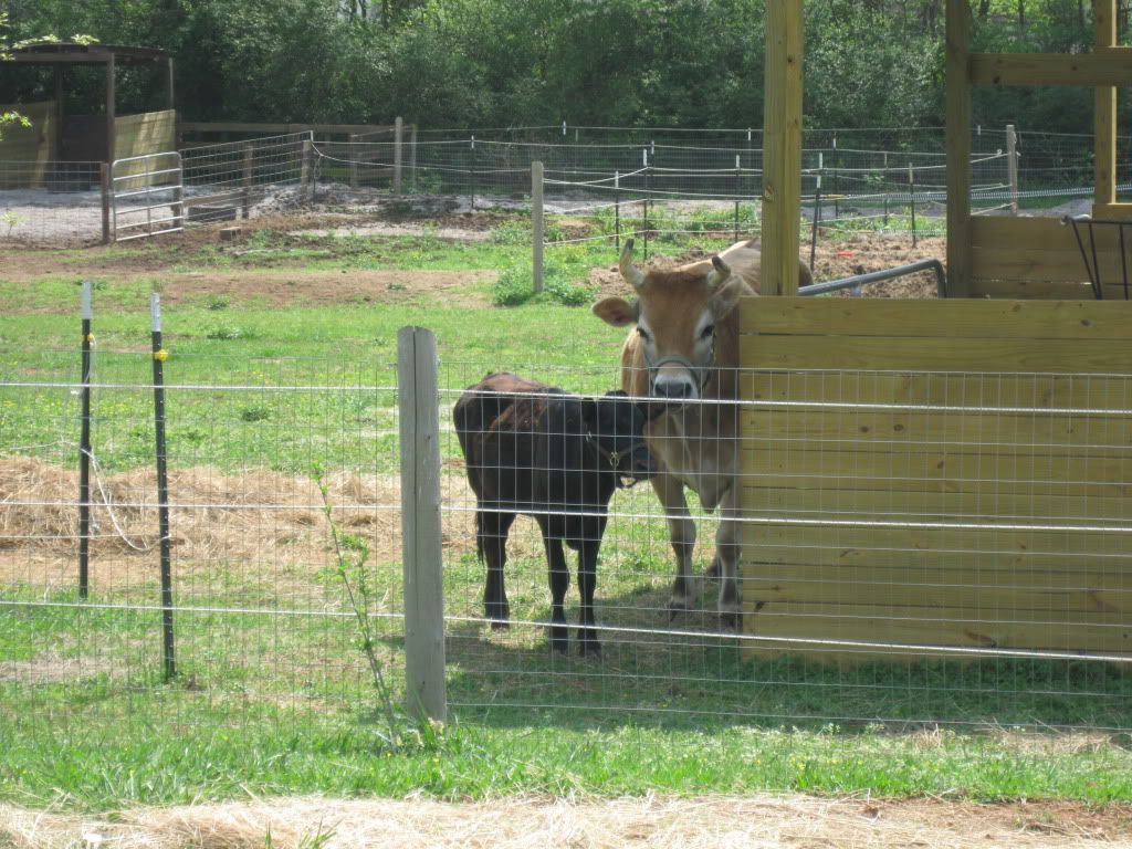 enchanted..the only word I can think of - Cattle