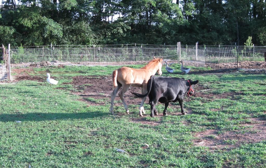 Best friends - Cattle