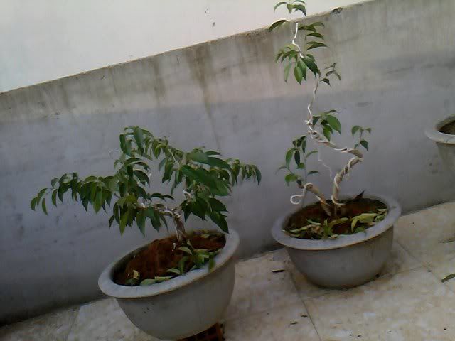 Tư vấn tạo dáng cây sanh.