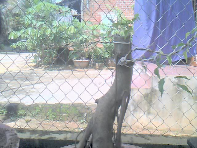 Tạo dáng cây sanh