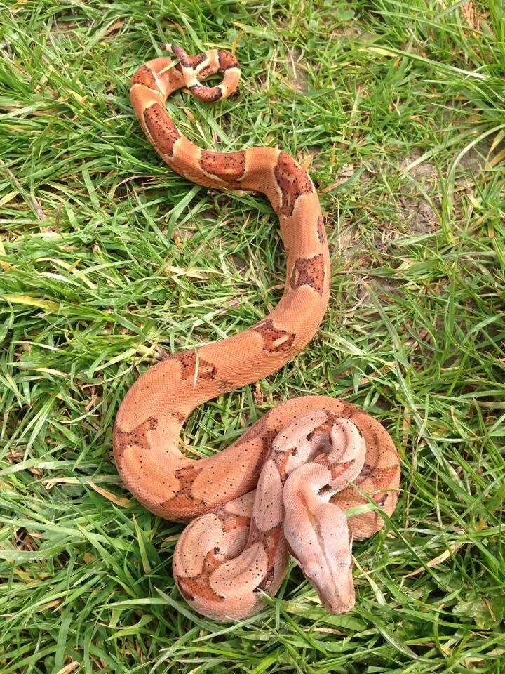 SW England 2013 Male Red Pastel Poss Super Salmon 66 het Anery Boa