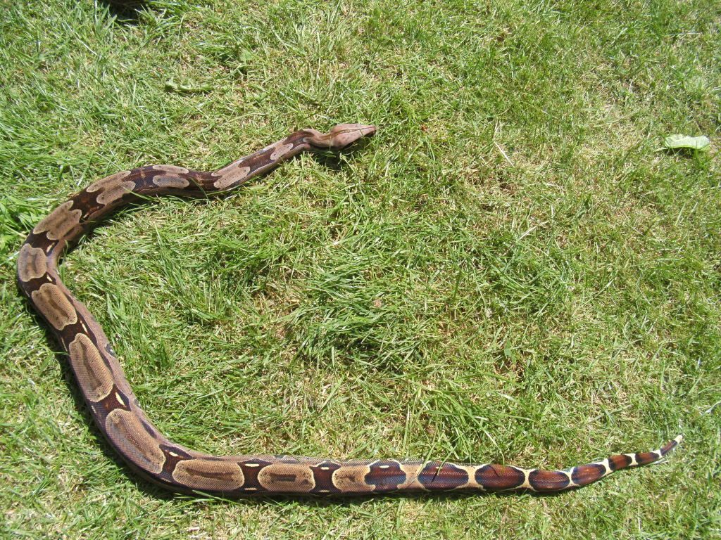 Cheapest snake you own? Reptile Forums