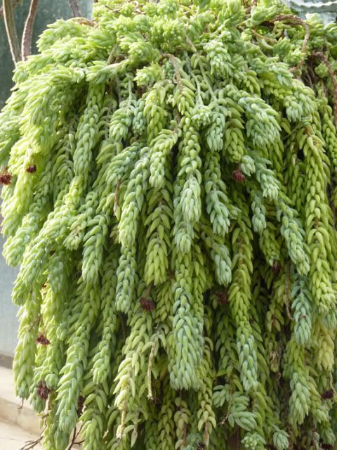 Sedum morganianum, una parrucca rasta vegetale - Un quadrato di giardino