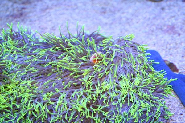 ANEMONE.jpg