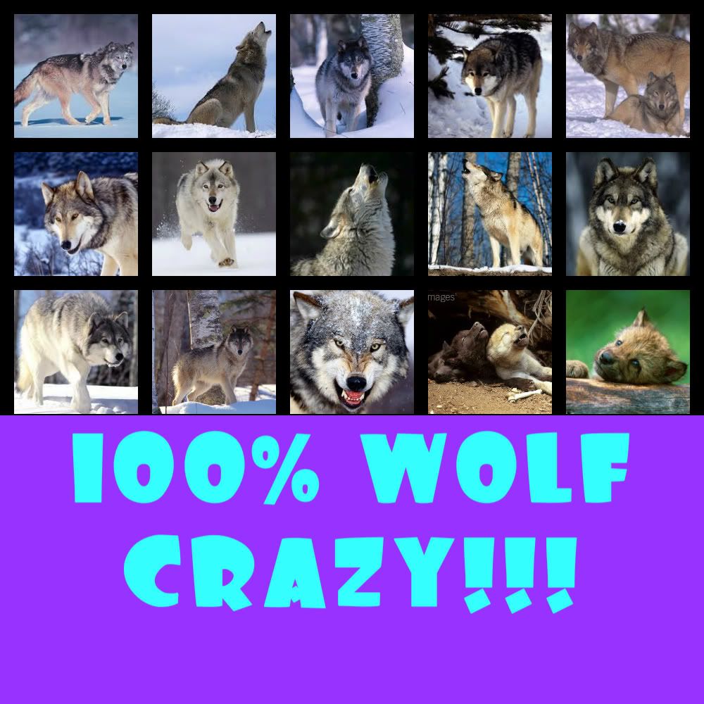 100% WOLF CRAZY!!!