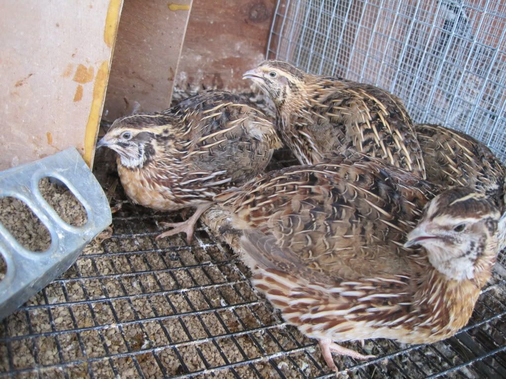 Japanese Coturnix Quail Color Varieties!!!!