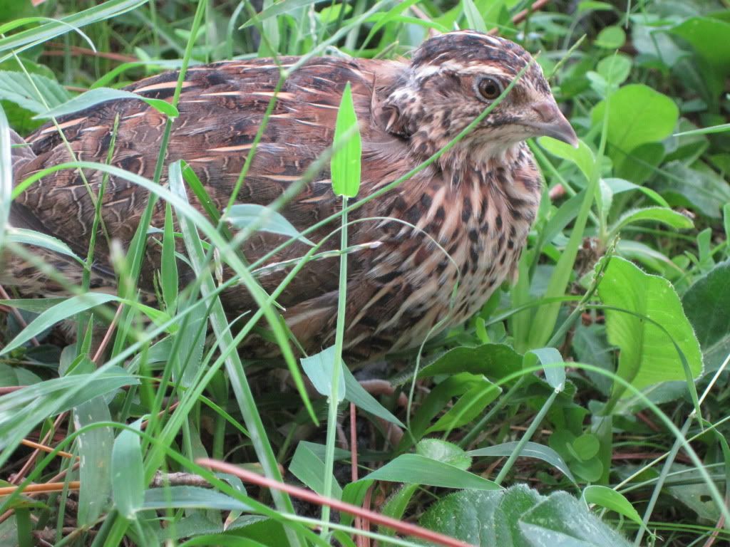 Japanese Coturnix Quail Color Varieties!!!!