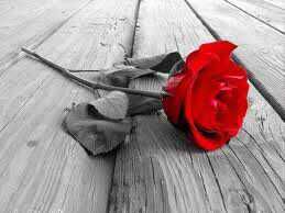 Give Me A Rose And Ill Love Yu Forever Pictures, Images and Photos