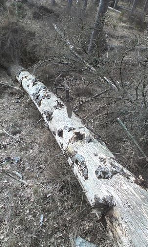 [Linked Image from i1219.photobucket.com]