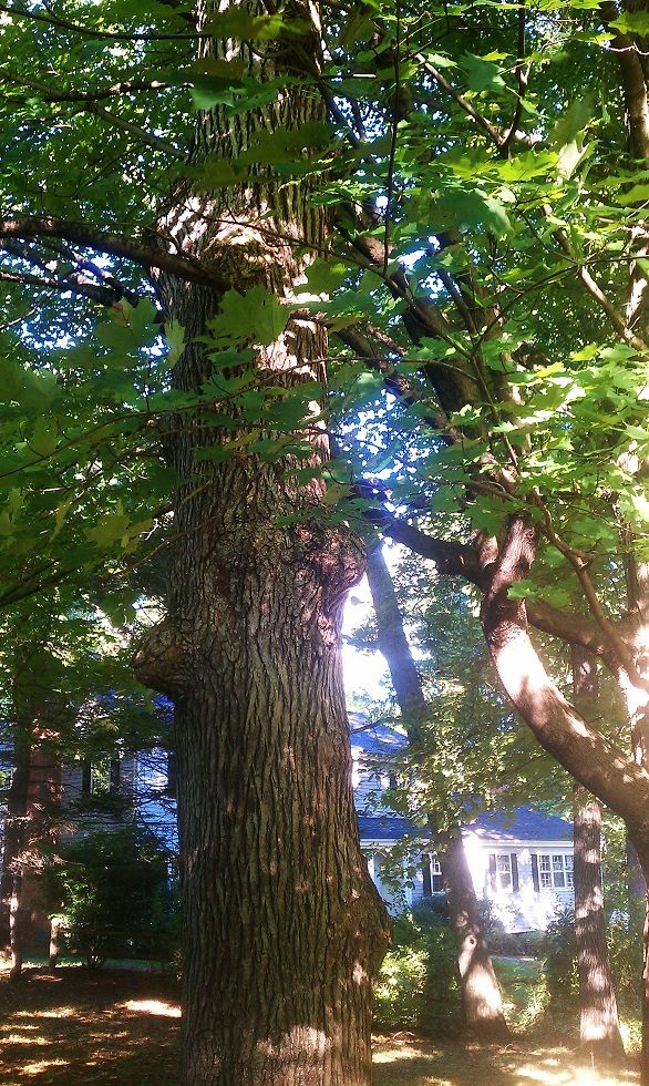 Tree Droppings (What is this from?)