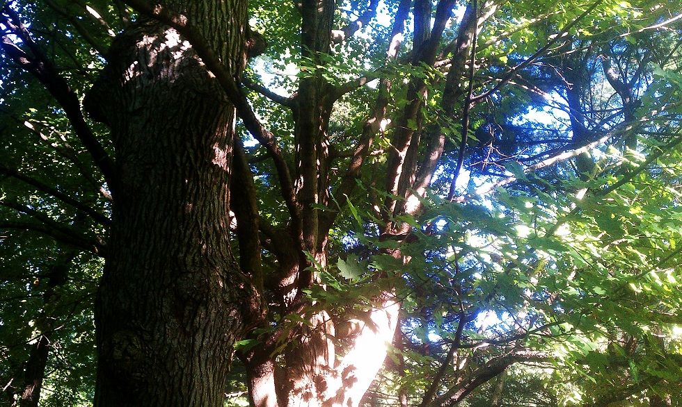 Tree Droppings (What is this from?)