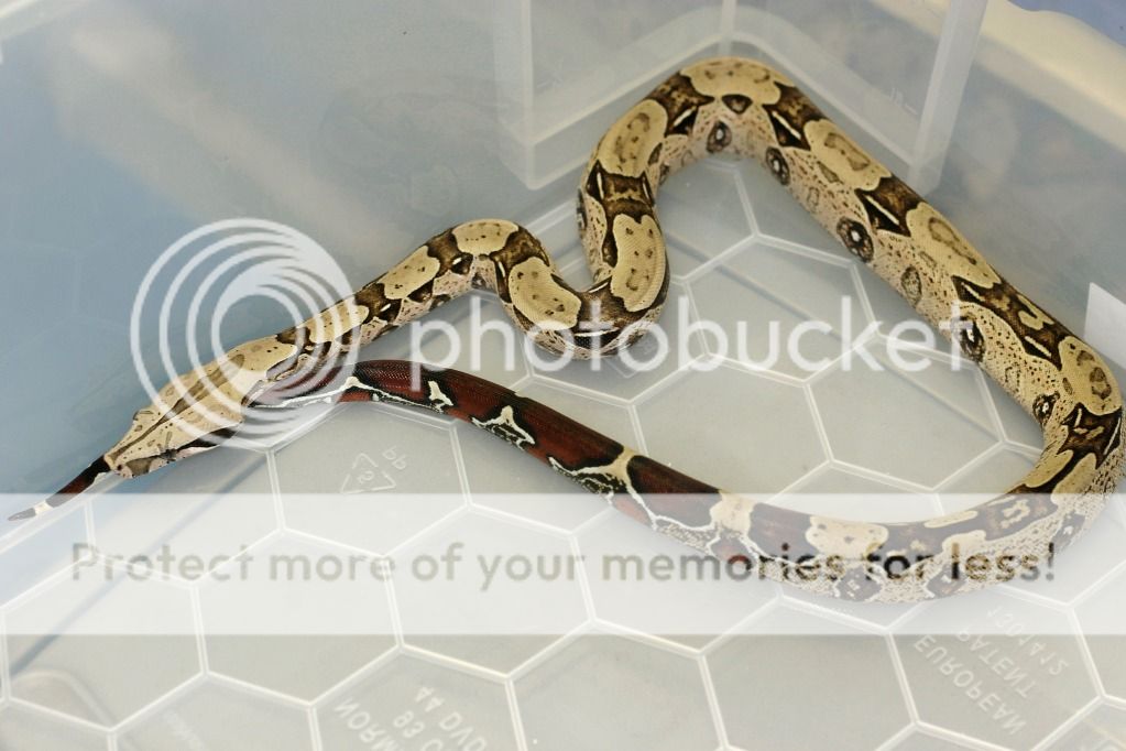 Some True Redtail Boa's (Bcc's) - Reptile Forums