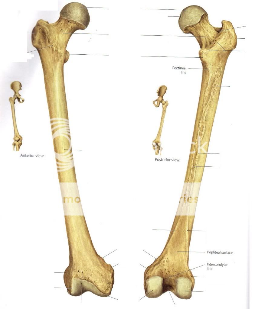 Resultado de imagen para femur